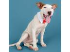 Adopt Ravioli a Bull Terrier, Mixed Breed