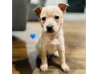 Adopt Petrie a Australian Cattle Dog / Blue Heeler, Cattle Dog