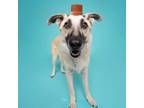 Adopt Yeti a Anatolian Shepherd