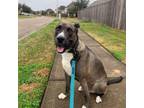 Adopt Roscoe a Akita, Mixed Breed