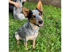 Adopt Prince a Australian Cattle Dog / Blue Heeler