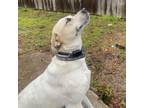 Adopt Bruno a Great Pyrenees, Mixed Breed