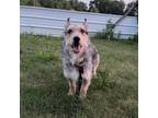 Adopt Wolfie a Schnauzer, Mixed Breed