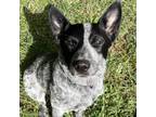 Adopt Nash a Australian Cattle Dog / Blue Heeler