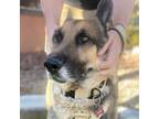 Adopt Asher a German Shepherd Dog