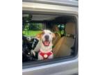 Adopt Carter a Pointer, Retriever