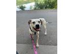 Adopt Squishy a Boxer, Pointer