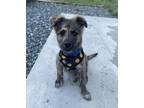 Adopt Sonic a Shepherd, Collie