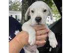 Adopt Septimus a Mixed Breed