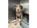 Adopt Needle a Mixed Breed