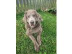 Adopt Wrigley a Newfoundland Dog