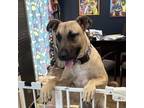 Adopt Max a Black Mouth Cur