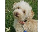 Adopt Tyler Poodle a Poodle