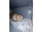Adopt Rusty a Domestic Medium Hair