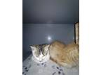 Adopt Stache a Domestic Short Hair