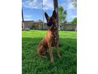 Adopt Magno a Belgian Shepherd / Malinois