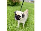 Adopt Momo a Pug