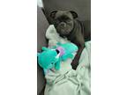 Adopt Bones-Z a Pug