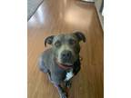 Adopt Ozzy (aka Maverick) a Pit Bull Terrier
