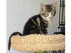 Adopt Finn a Domestic Short Hair