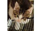 Adopt Ziggy a American Shorthair