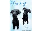 Adopt Benny a Doberman Pinscher, Poodle