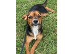 Adopt Justin a Terrier