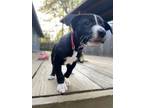 Adopt Pascal a Border Collie