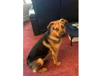 Adopt Dale a German Shepherd Dog, Rottweiler