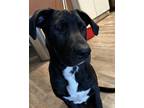 Adopt Ralph a German Shepherd Dog