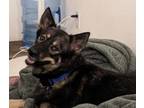 Adopt Cowboy a German Shepherd Dog