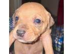 Adopt Dill a Rottweiler, Mixed Breed