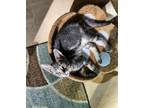 Adopt Gremlin a Tabby, Domestic Short Hair