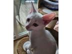 Adopt Casper a Domestic Short Hair
