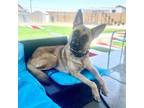 Adopt Saint a Belgian Shepherd / Malinois