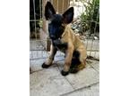 Adopt Greg a Belgian Shepherd / Malinois, German Shepherd Dog