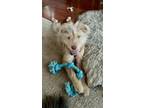Adopt Kuma a Tibetan Terrier