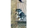 Adopt Rocky a Bearded Collie, Tibetan Terrier