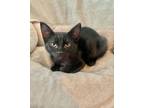 Adopt Brody a Domestic Medium Hair