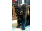 Adopt Brandon a Domestic Medium Hair