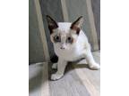 Adopt Johnny a Siamese