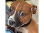 Adopt Frazier a Pit Bull Terrier, Mixed Breed