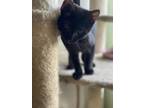 Adopt Ripley a Domestic Short Hair