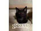 Adopt Coal a Domestic Short Hair