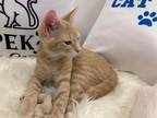 Adopt Rue a Domestic Short Hair