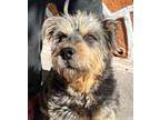 Adopt THEO a Border Terrier