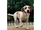 Adopt Tippy a Foxhound