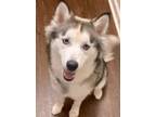 Adopt Echo a Husky