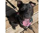 Adopt Arrow a Pit Bull Terrier