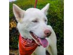 Adopt Bolt a Husky, Shepherd